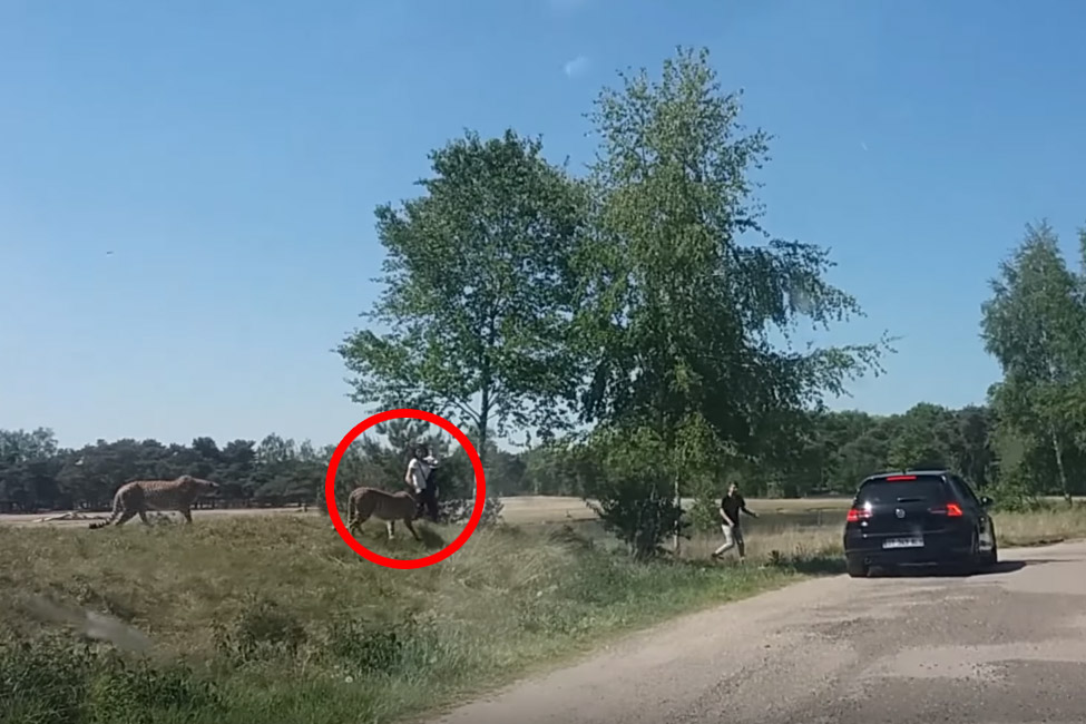 En daarom stap je in een safaripark NIET uit je wagen: “Oh nee, dat kind!” (video)