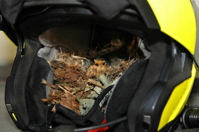 Roodborstjes nestelen zich in politiehelm én mogen blijven