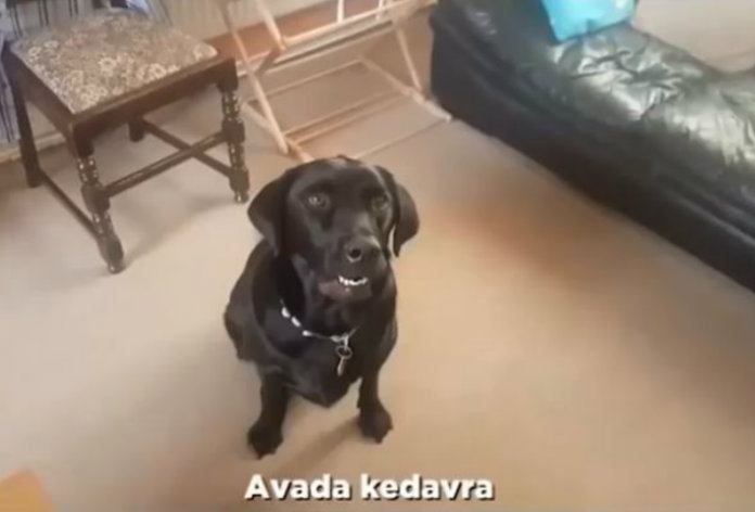 Deze hond luistert naar Harry Potter-spreuken