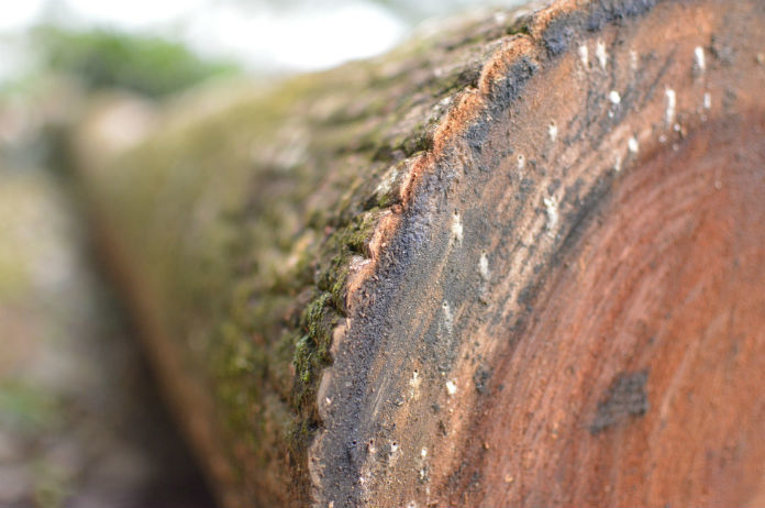 Dief velt boom om dure fiets te stelen