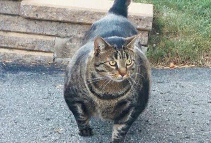 Deze ‘gespierde’ kat verovert Twitter