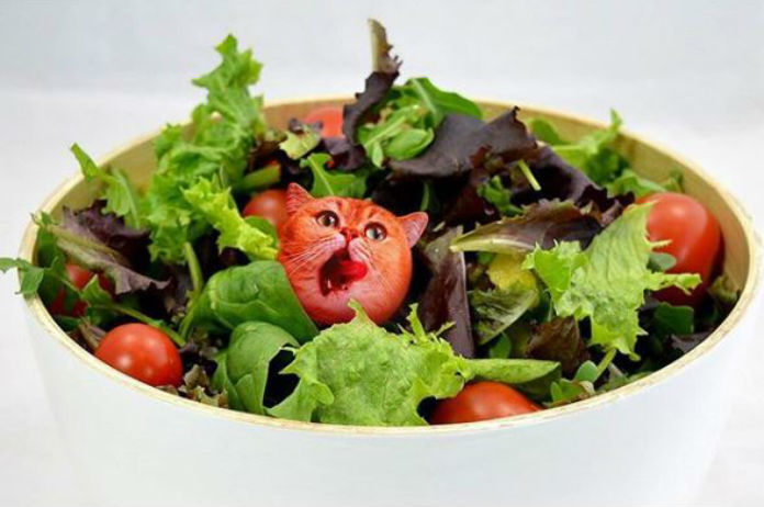 IN BEELD. Instagram-account fotoshopt katten in lekkernijen