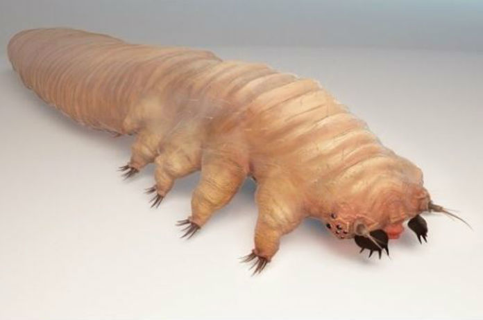 Dit beestje komt ’s nachts van je gezicht eten