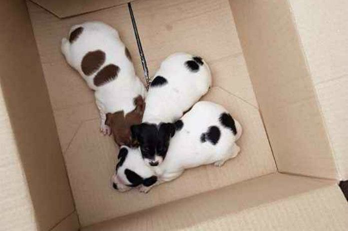 Deze hondjes zoeken nog een thuis