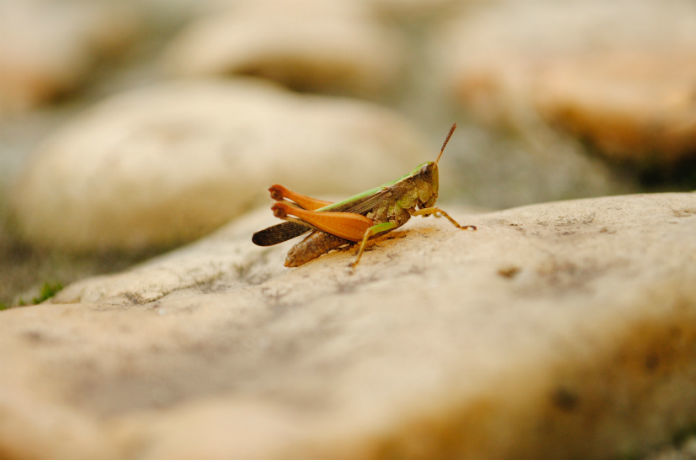 Zijn krekels de nieuwe superfood?