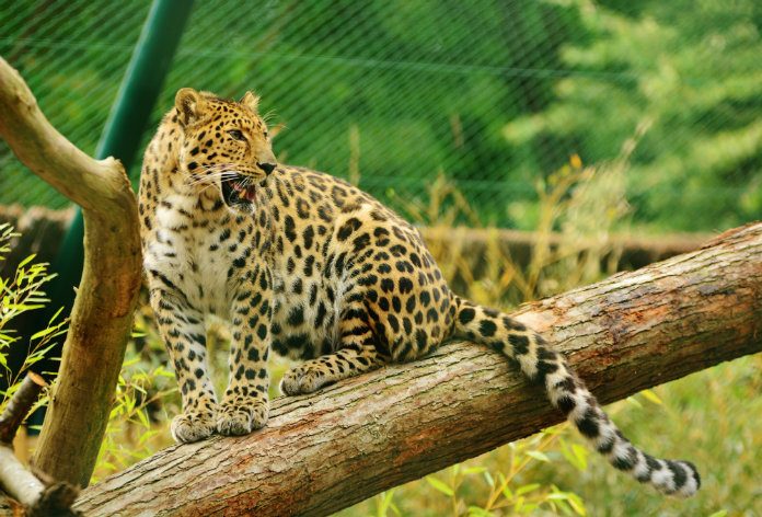 Ijslollies verkoelen dieren in zoo