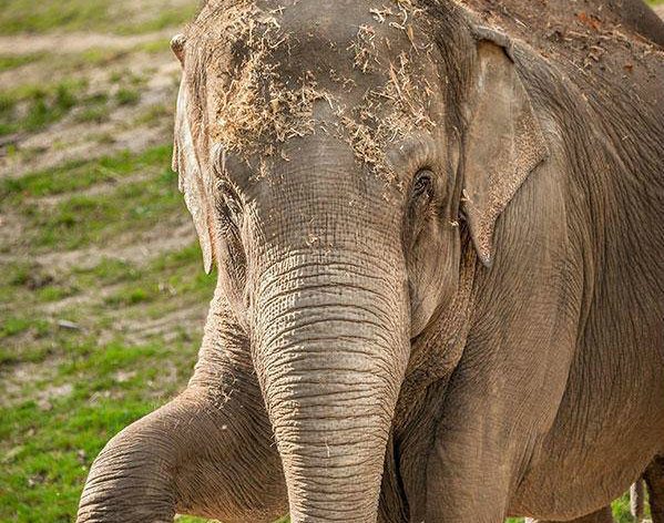 Na Qiyo overlijdt ook olifant Phyo Phyo in Planckendael