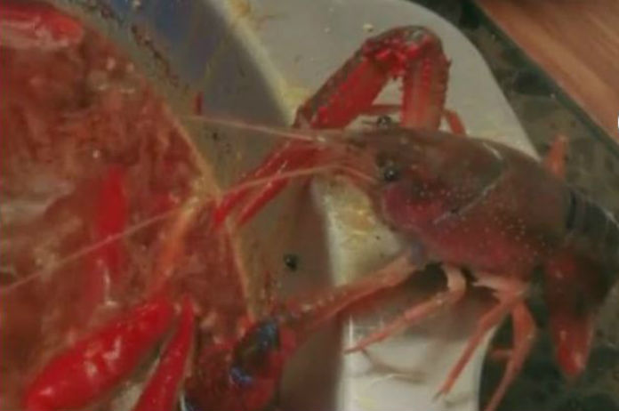 Rivierkreeft ontsnapt op het nippertje uit kokende soep
