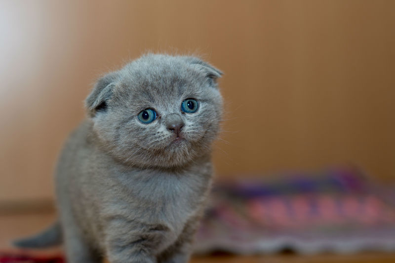 Dit is waarom katten spinnen