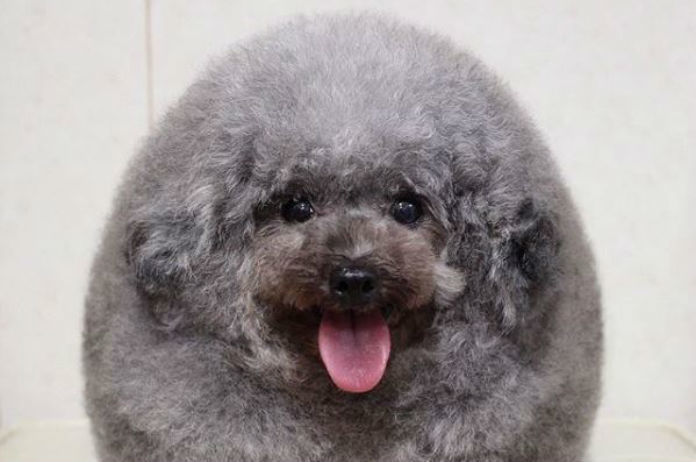 Sesame kwam terug van de hondenkapper als een pluisbol