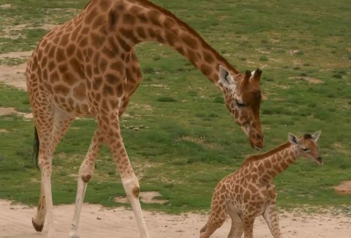 Barbie bevallen in Planckendael