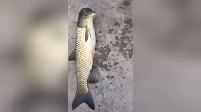 Deze visduif is waarschijnlijk het raarste dat je vandaag zult zien