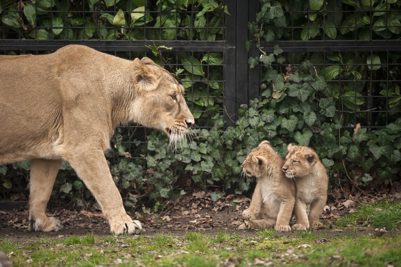 Planckendael schiet ontsnapte leeuw dood