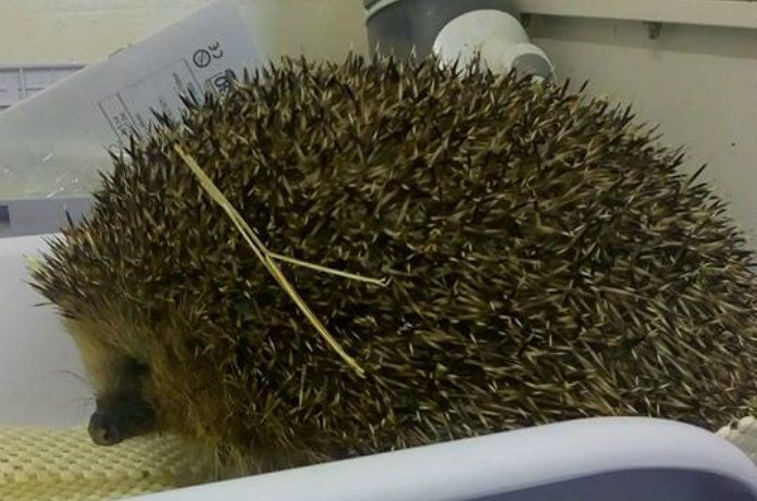 Arbuckle is de dikste egel ter wereld: “Hij is zo rond als een voetbal”