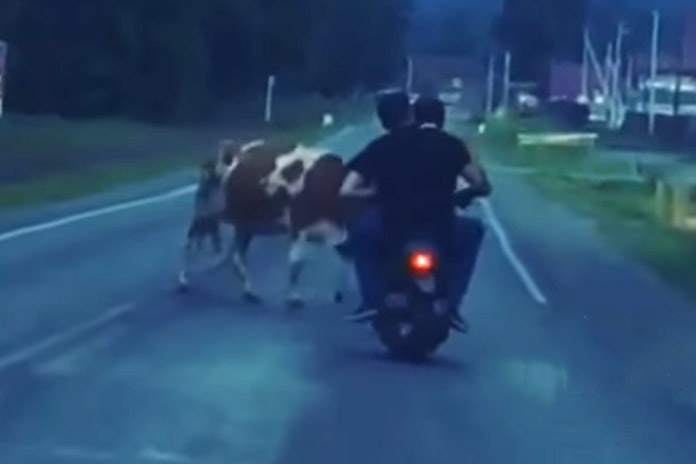 WTF: Dronken mannen op scooter kunnen KOE niet ontwijken (video)
