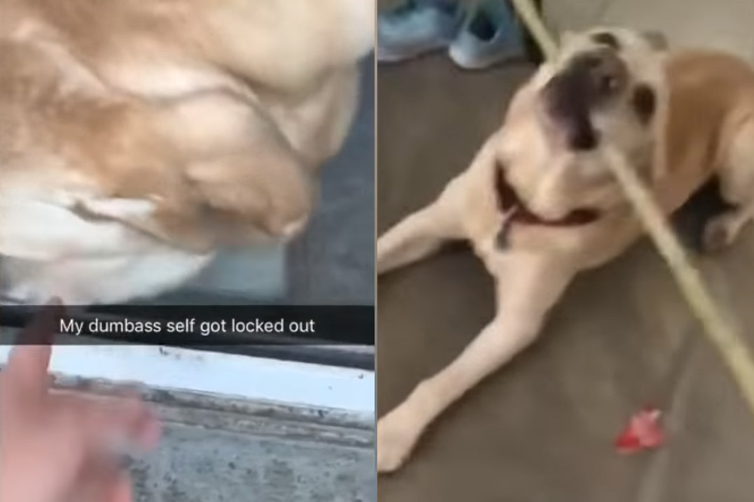 Good boy! Dame geraakt haar huis niet meer binnen, maar dan doet haar trouwe viervoeter DIT! (video)