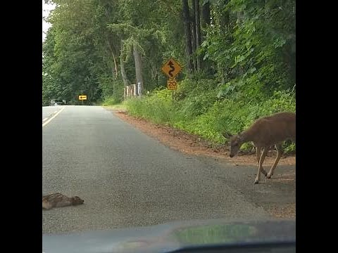 Moeder redt bambi van autoweg