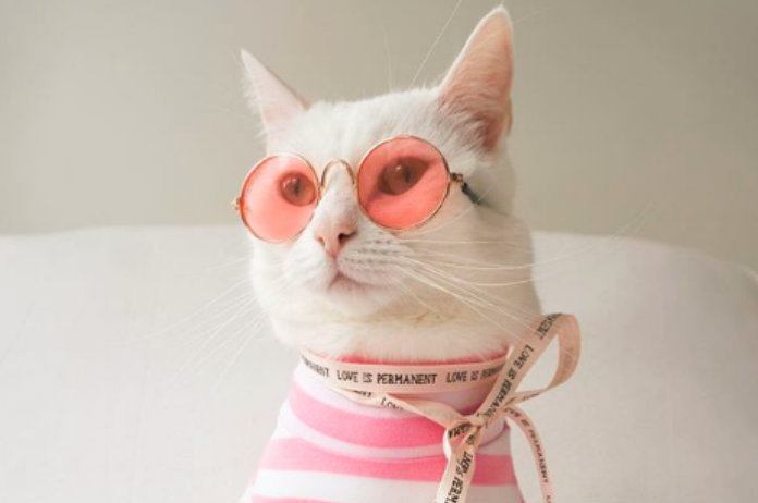 IN BEELD. Zappa de kat heeft de stijlvolste snorharen van dit moment.