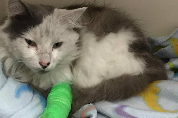 Kat overleeft rit van 360 kilometer in autoradiator