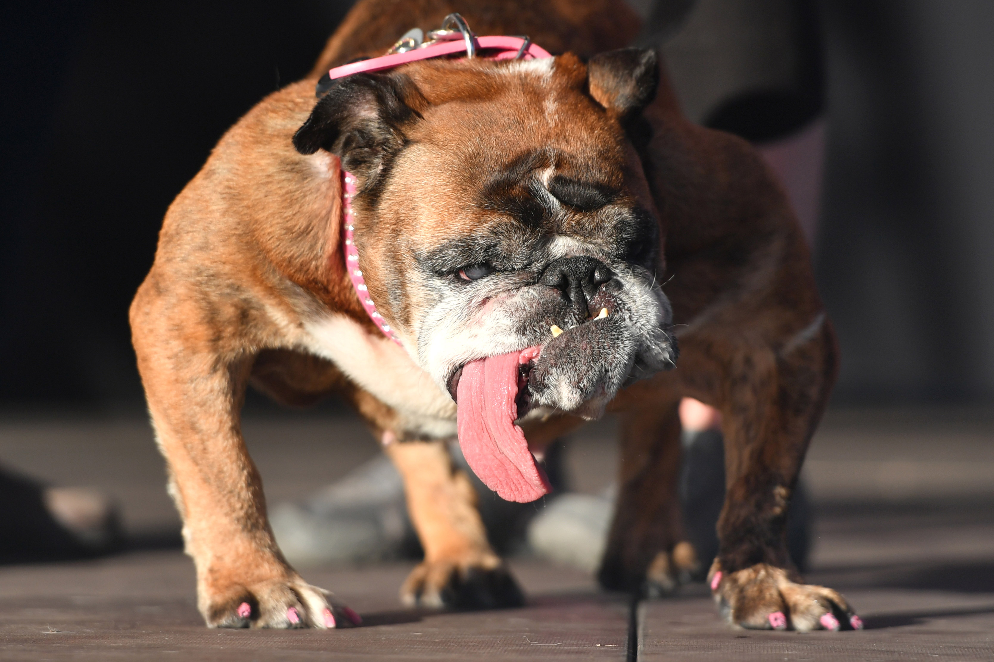 Maak kennis met Zsa Zsa, de ‘lelijkste hond ter wereld’ (foto’s)