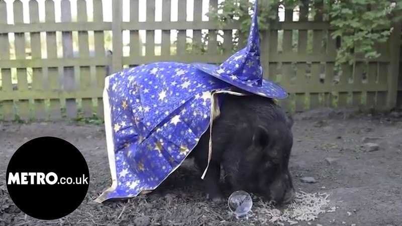 VIDEO. Varken voorspelt dat België halve finale WK haalt