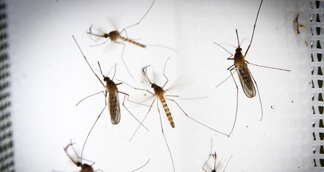 Tweede generatie muggen steekt de kop op