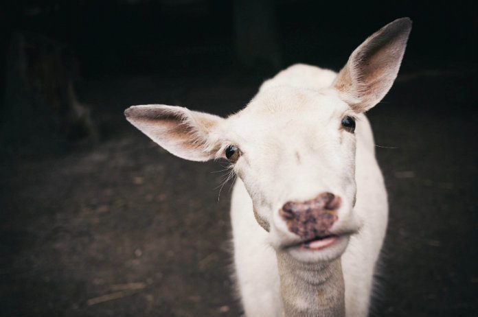 Vrouw verhuurt geiten als grasmaaiers