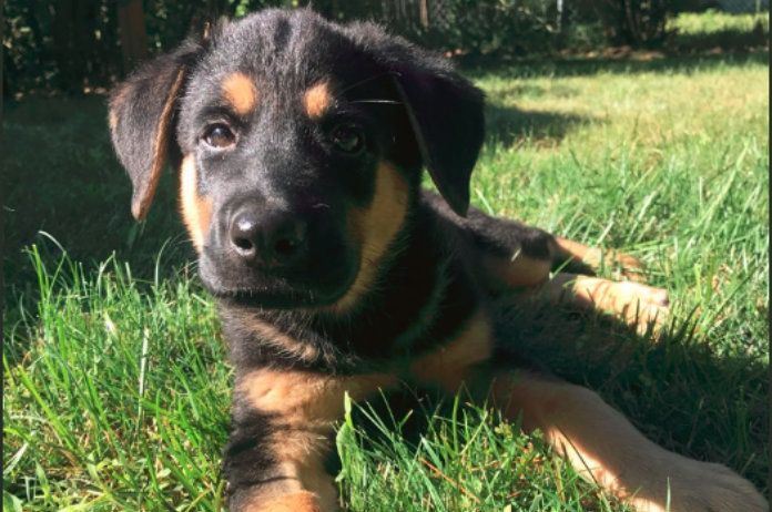 Miljoen twitteraars helpen man aan puppy