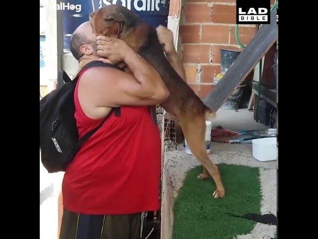 VIDEO. Hond wacht baasje elke dag op voor knuffel