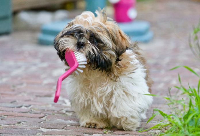 Dit is waarom je je tandenborstels beter niet in één beker steekt