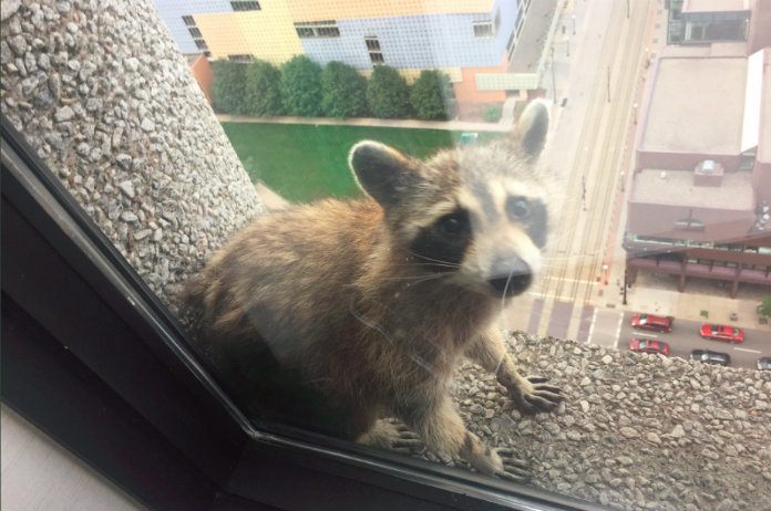 Heldhaftige wasbeer beklimt wolkenkrabber