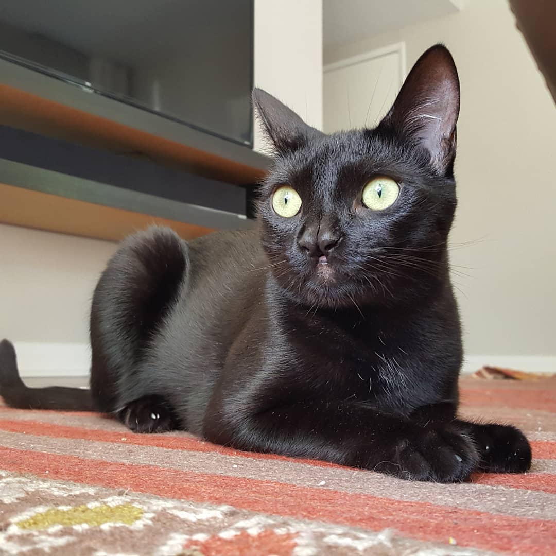 Kat met twee neuzen doet het internet smelten