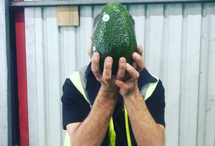In Australië kan je gigantische advocado’s kopen