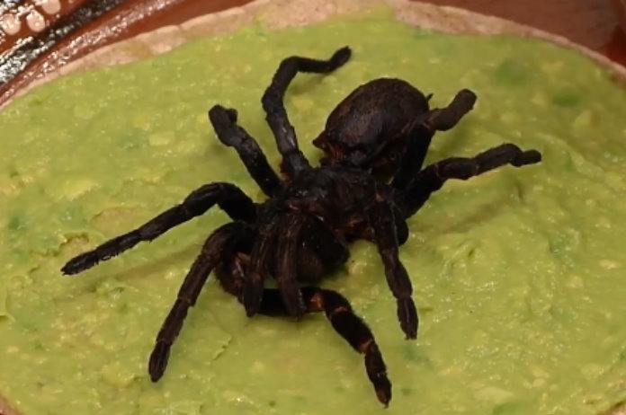 Niet voor gevoelige maagjes. Taco met guacamole en vogelspin