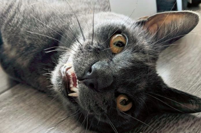 IN BEELD. Wolfie de kater heeft een overbeet, maar is oh zo schattig