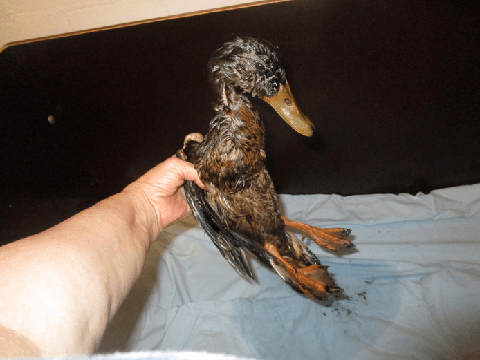 Eend plakt vast aan asfalt door hitte