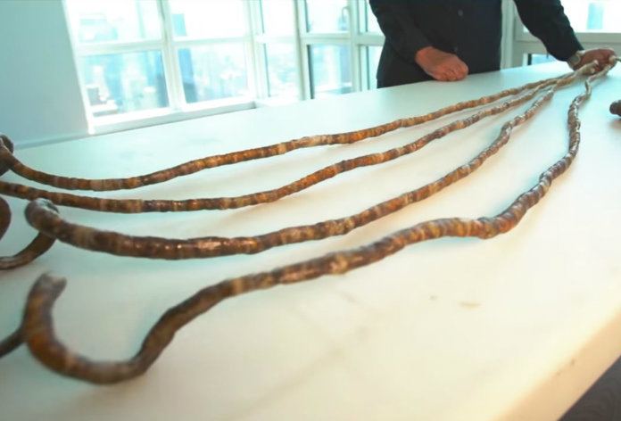 Man doneert langste vingernagels ter wereld aan museum