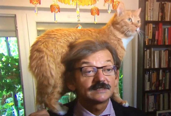 VIDEO. Rosse kat verstoort interview