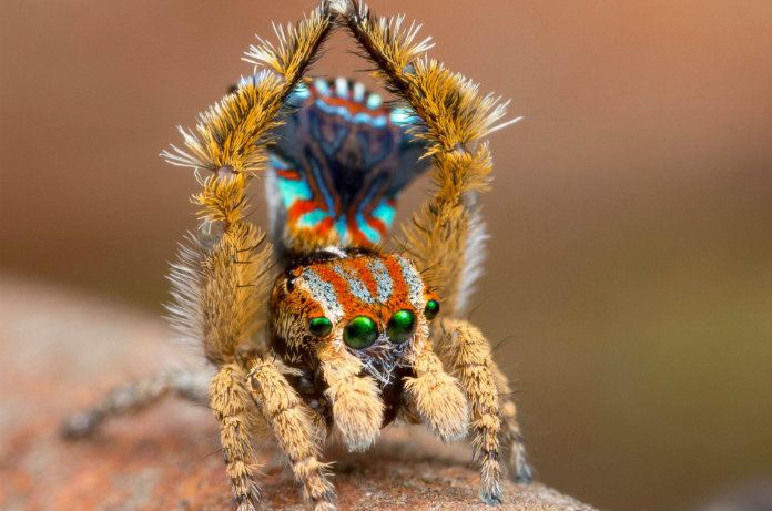 Wetenschapper ontdekt zonder het te weten een nieuwe dansende spin