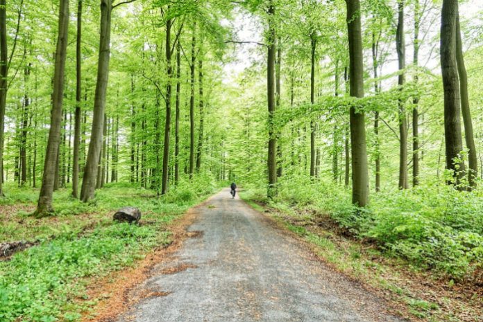 Bosbaden voor beginners