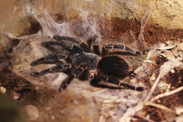 Dorp in rep en roer door ontsnapte groep tarantula’s. “We vrezen voor het leven van onze dieren”