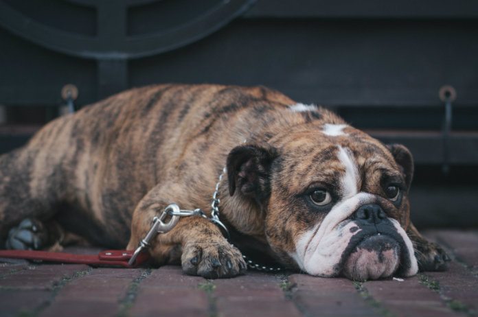 Honden troosten baasjes wanneer ze verdrietig zijn