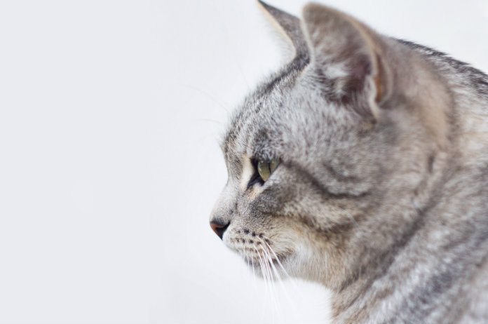 Fantastisch nieuws. Vermiste poes Lollypop na 17 jaar weer bij oorspronkelijke baasje