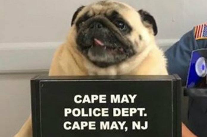 Politie laat stoute mopshond arresteren en neemt een ‘pugshot’