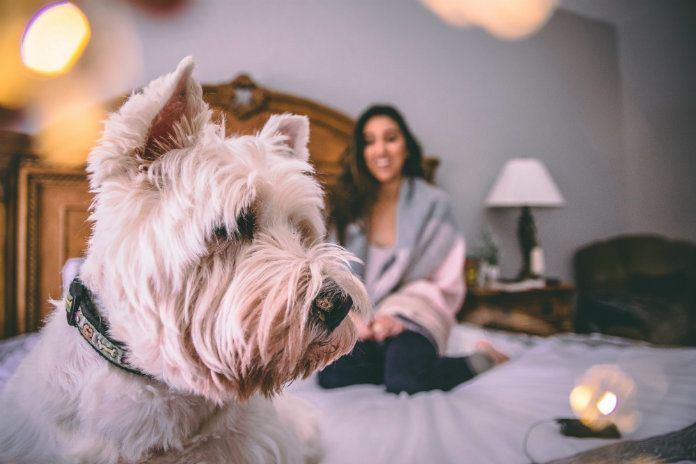 Slaap jij met je hond in bed? Dan ben je goed bezig