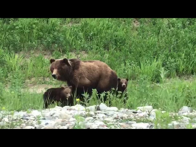 VIDEO. Russische moet familie beren ontwijken op snelweg