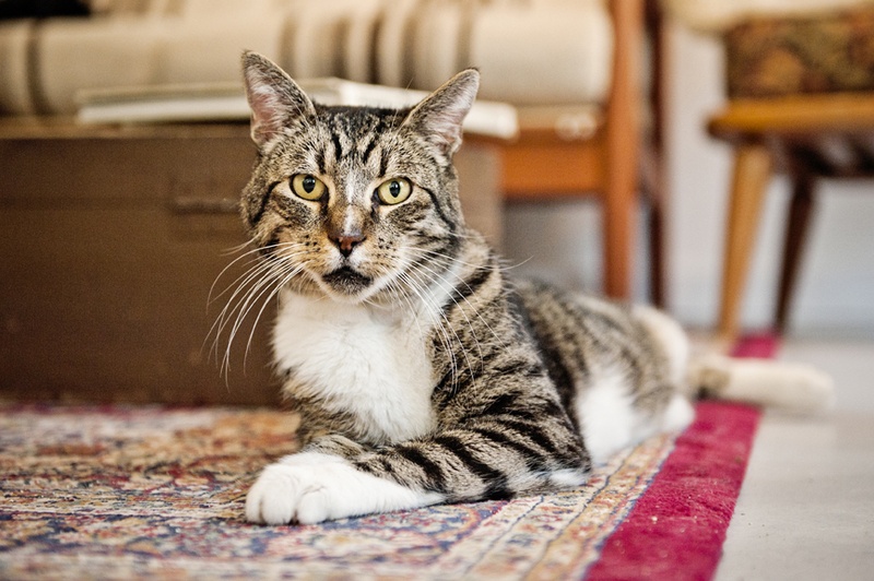Verkocht aan katten en aan speeddaten? Hier combineer je de twee