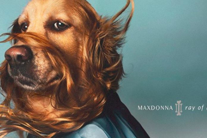 IN BEELD. Golden retriever imiteert moeiteloos de poses van Madonna