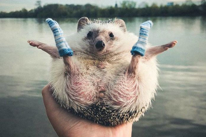 Duitse egel heeft meer volgers dan Stromae