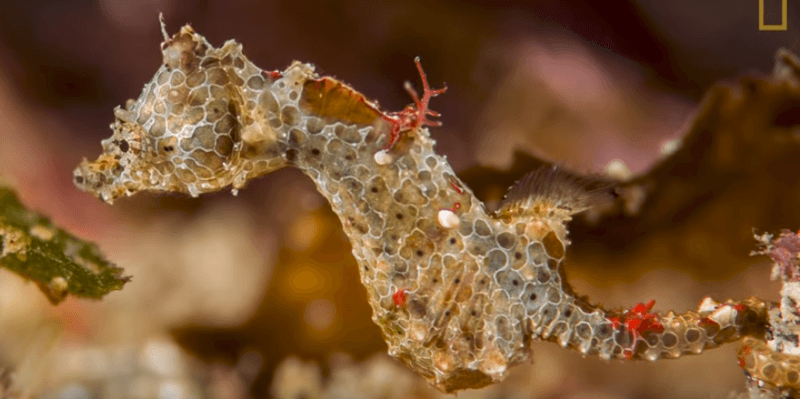 Dwergzeepaardje ter grootte van rijstkorrel ontdekt